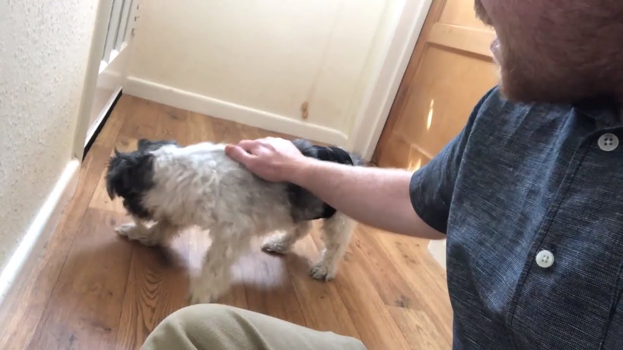 Review of my 18 year old Lhasa Apso Dog, called Oscar