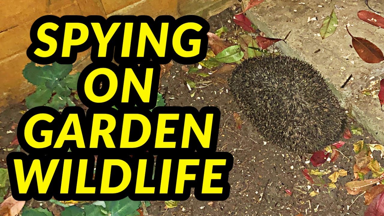Using an Arlo to watch hedgehogs and other garden wildlife