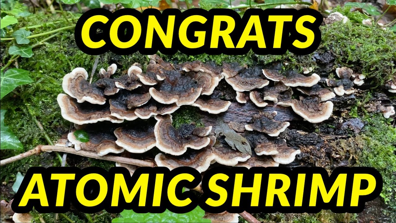 Congrats @Atomic Shrimp on 500k Subscribers
